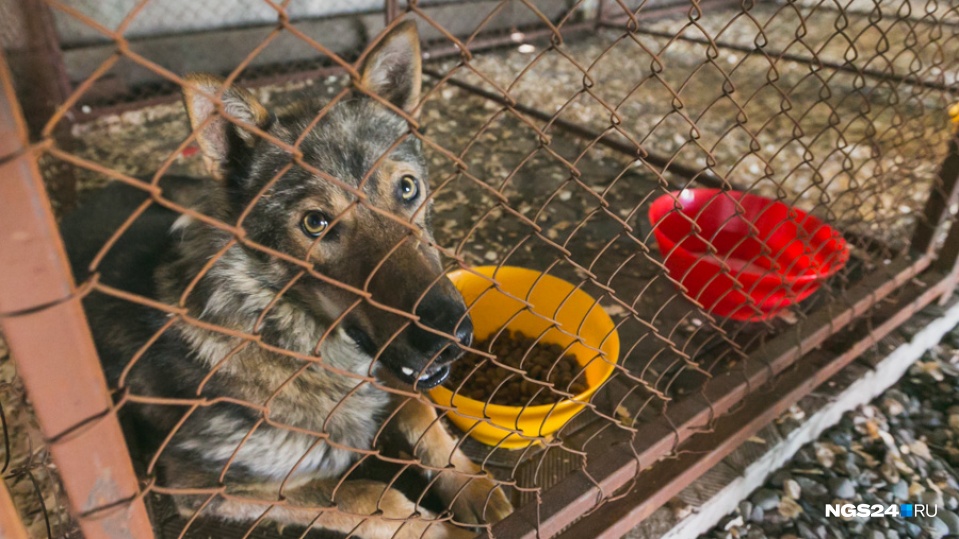 Бродячих псов на время Универсиады предложено заселить в приюты за 70 рублей в день