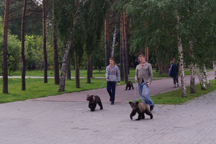 Медвежата в Нарымском сквере утром 21 июля Медвежата в Нарымском сквере утром 21 июля