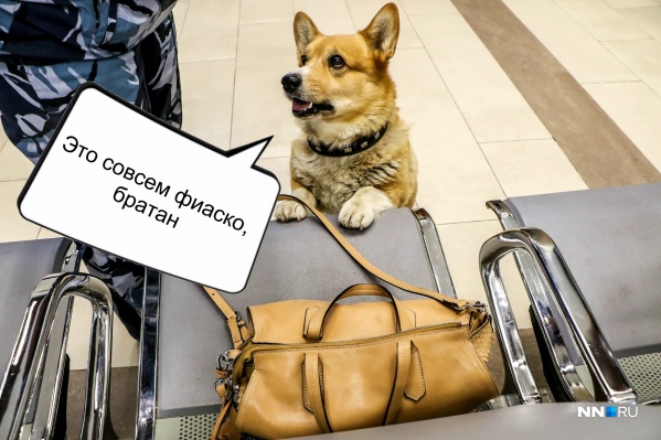 Рыжий активно патрулирует Московский вокзал Рыжий активно патрулирует Московский вокзал