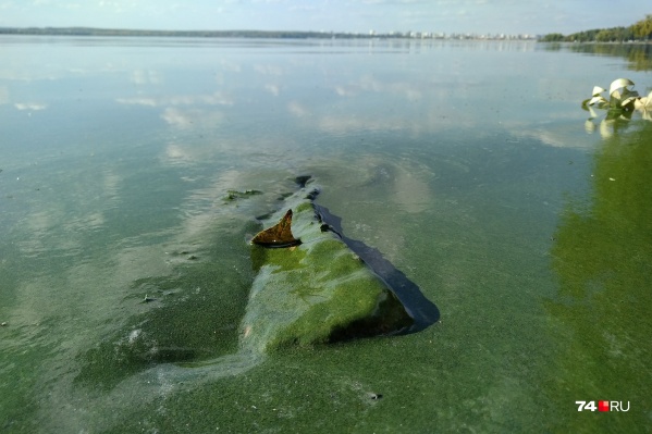Отдыхающие горожане присылают фото зеленой воды на Шершнях Отдыхающие горожане присылают фото зеленой воды на Шершнях