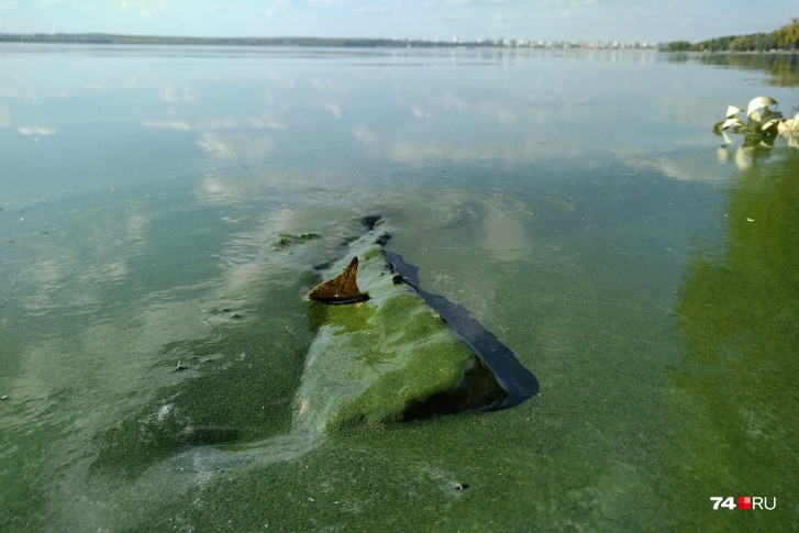 Отдыхающие горожане присылают фото зеленой воды на Шершнях Отдыхающие горожане присылают фото зеленой воды на Шершнях
