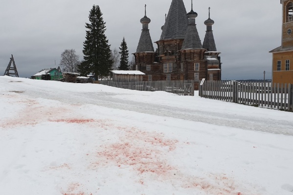 След после нападения волков 12 декабря в самом центре Нёноксы След после нападения волков 12 декабря в самом центре Нёноксы