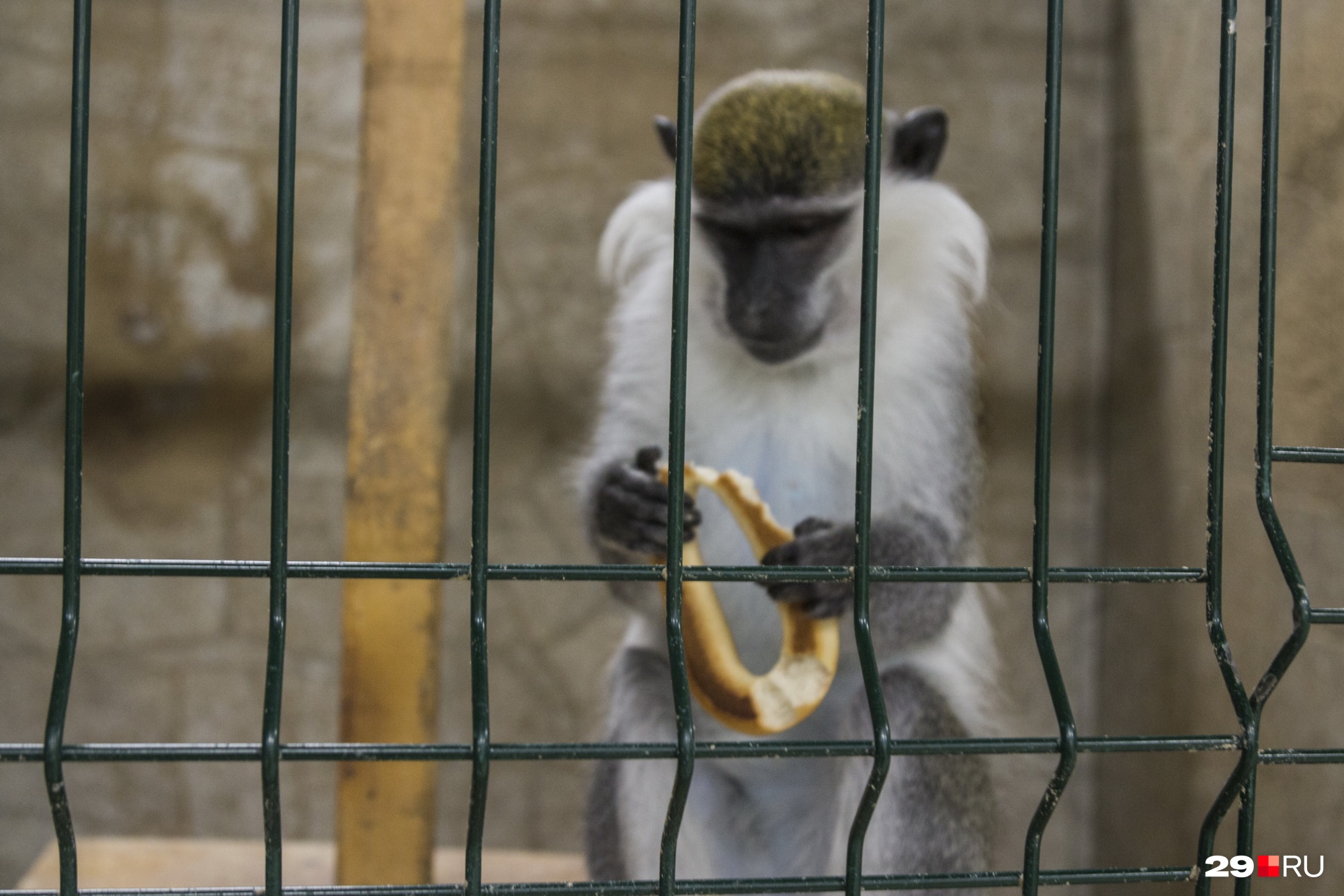 Посетители могут кормить животных в зоопарке