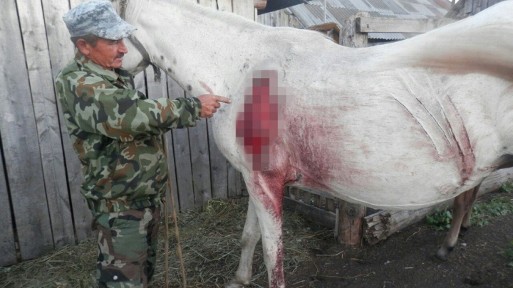 В Башкирии в борьбе с медведем выжила лошадь, защищавшая жеребенка
