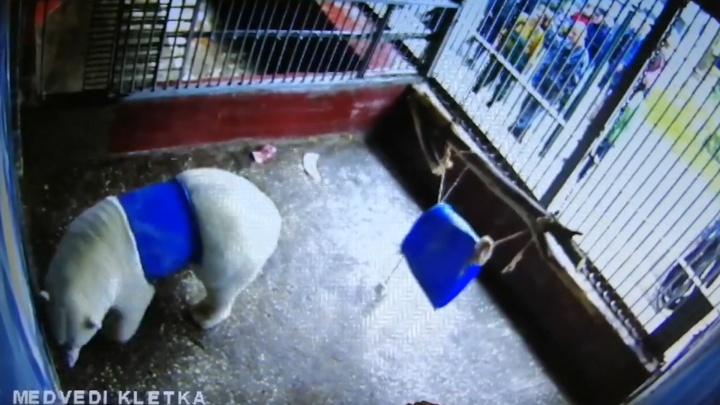 Пермский зоопарк опубликовал видео с белым медведем — он надел бочку, как юбку, и застрял