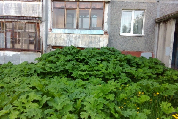 От ожогов борщевика можно умереть От ожогов борщевика можно умереть