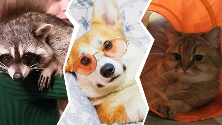 Енот Шанти, корги Лея и котэ Маркус: знакомимся с животными-блогерами из нижегородского Instagram