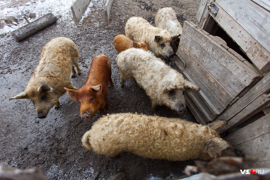 В Волгоградской области запретили разводить и продавать свиней