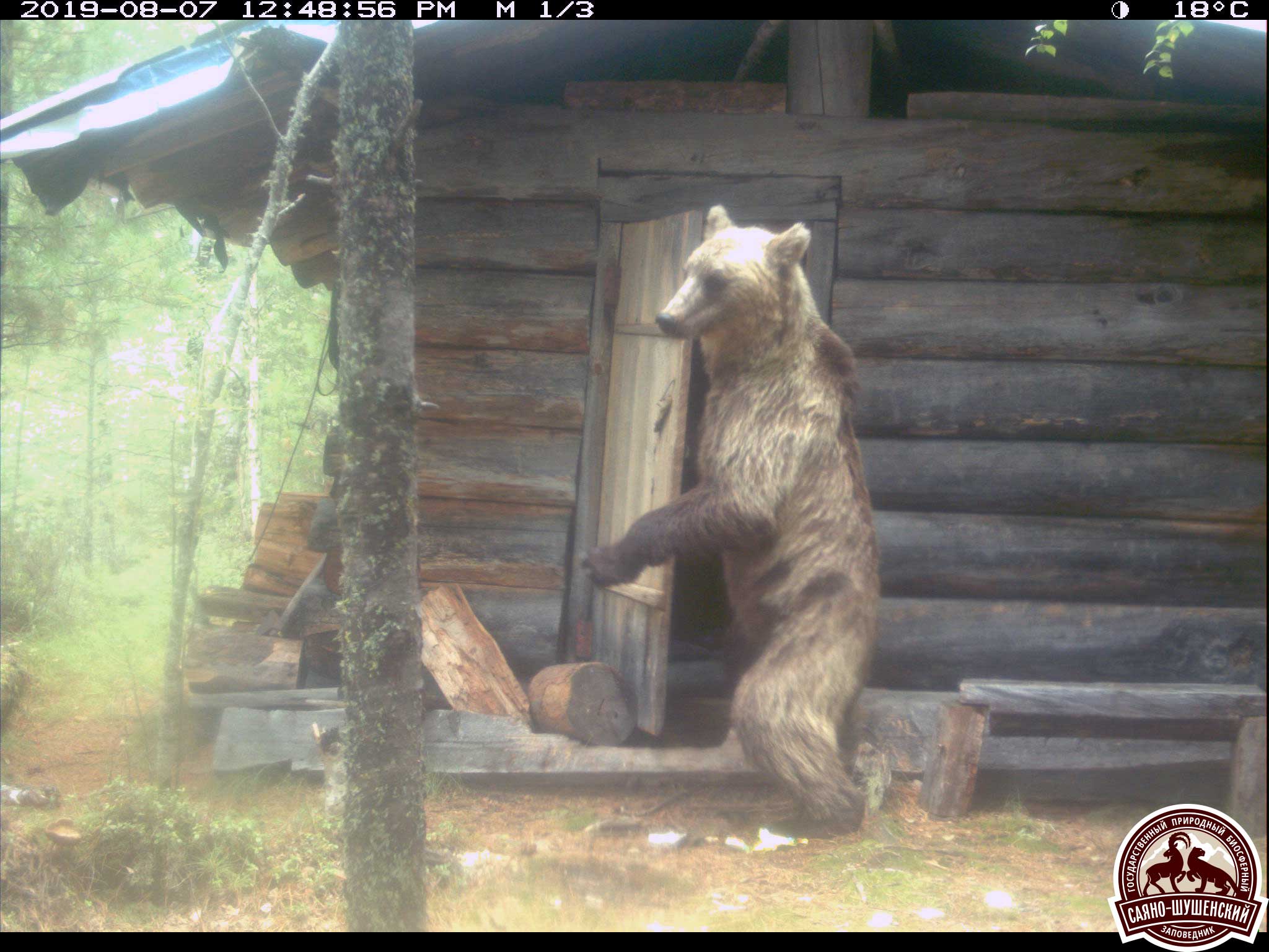 Медведь в гостях у кролика съел 3. Фотоловушка Саяно Шушенского заповедника медведь. Медведи Саяно Шушенского заповедника. Медведь в избе. Избушка медведя.