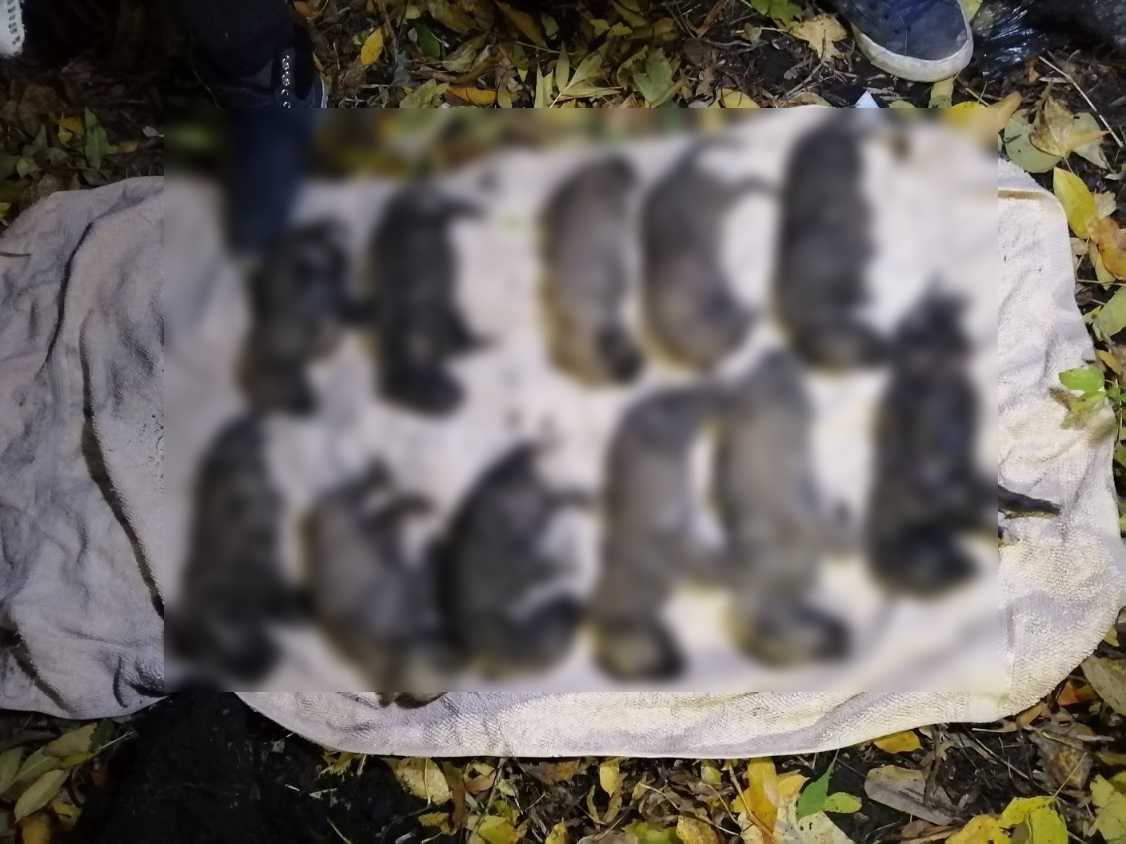 Тела одиннадцати мертвых щенят обнаружили ученики местной школы 