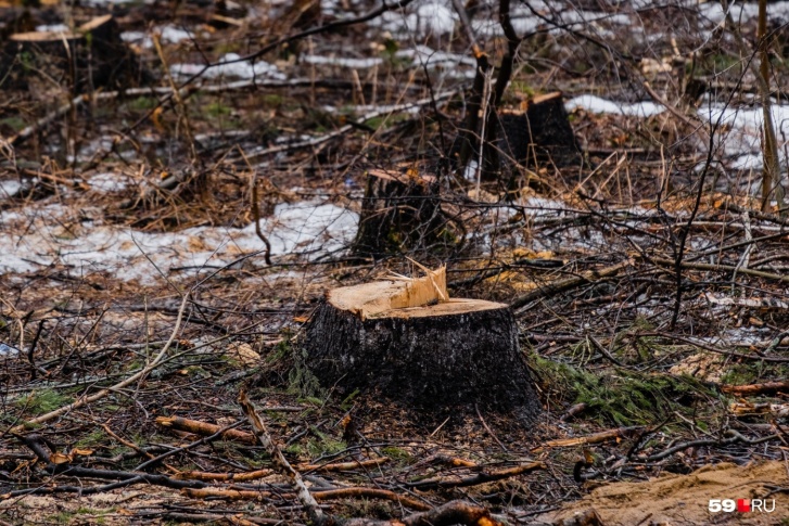 Жители Кировского района беспокоятся о том, что в их районе могут вырубить лес