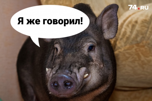 Поросёнок Борис сразу продемонстрировал, что хорошо разбирается в футболе Поросёнок Борис сразу продемонстрировал, что хорошо разбирается в футболе