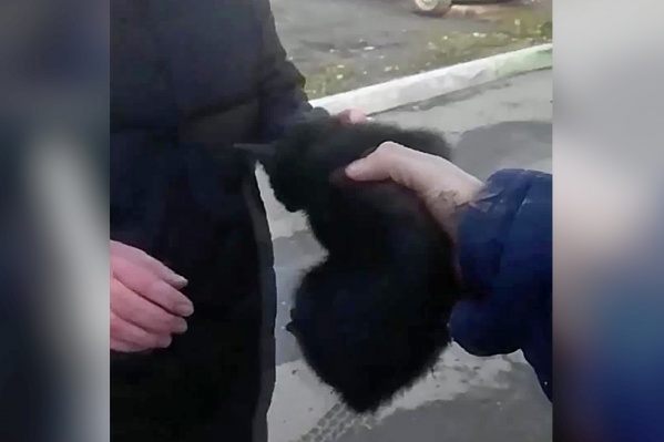 Спасатели передали котёнка девушке, которая их вызвала Спасатели передали котёнка девушке, которая их вызвала