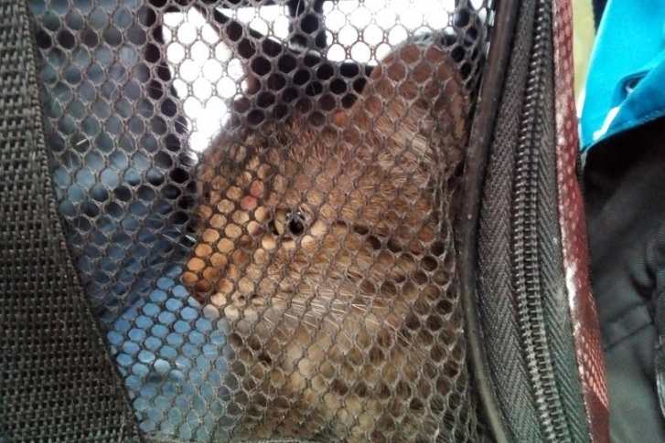 Кошка после спасения поехала в ветклинику