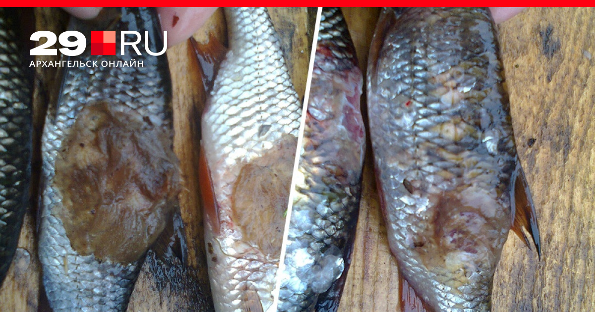 Распознать рыбу по фото онлайн бесплатно без регистрации