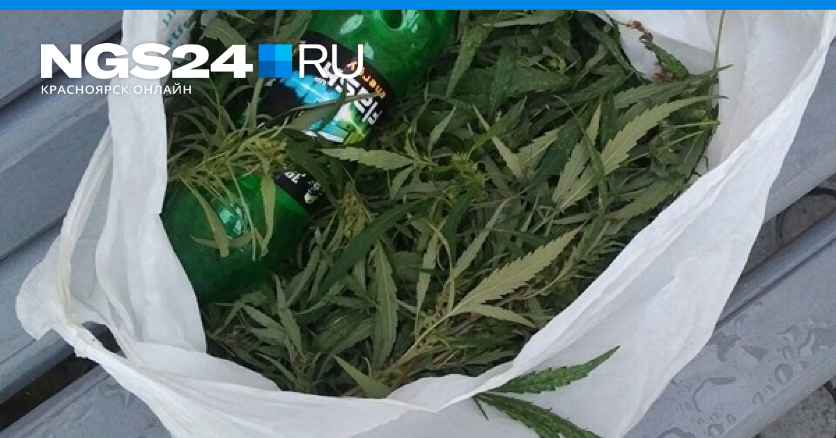 Красноярск новости марихуана что сделать чтобы в анализах не было марихуаны