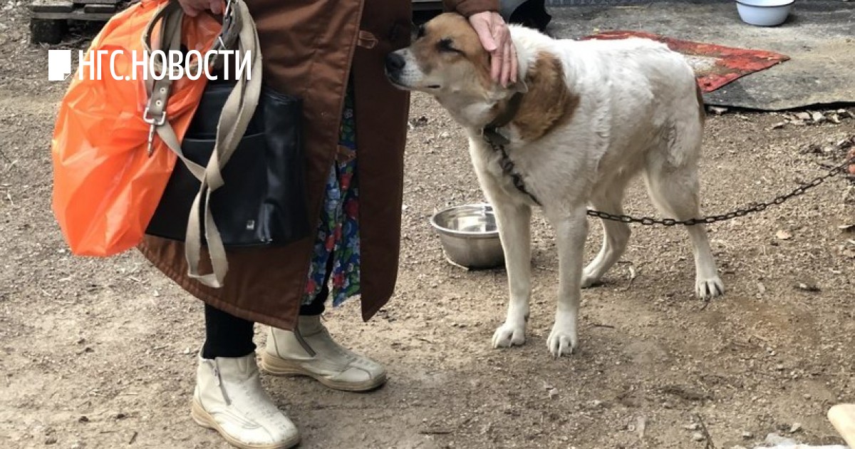 Все дети нашлись здесь собаки вернулись