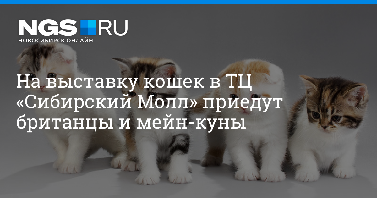 Хочу управлять. Выставка кошек Иркутск Сильвер Молл. Выставка кошек Иркутск Сильвер Молл 2021.