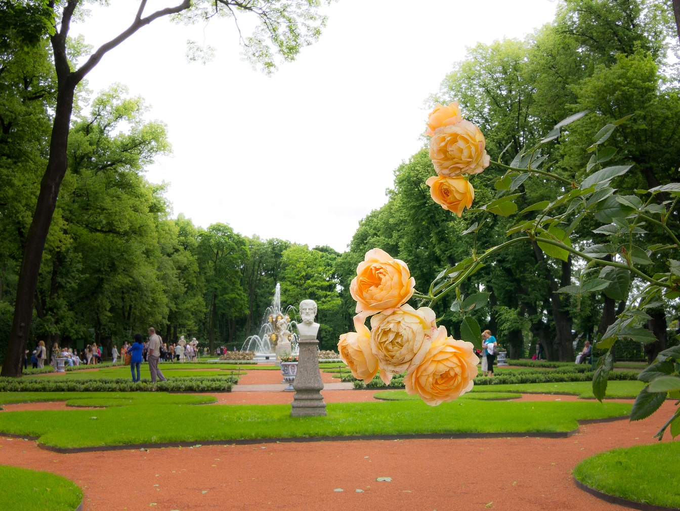 Роза санкт петербург фото и описание